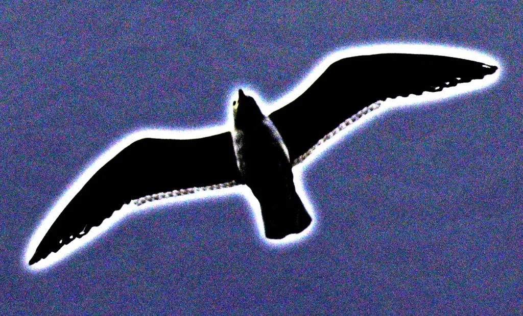 Martı Jonathan Livingston kapak görseli. Gölge sebebiyle siyah görünen bir martı mavi gökyüzünde süzülüyor.